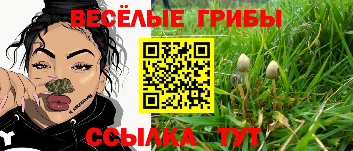 купить наркотики сайты  Галлюциногенные грибы Psilocybine cubensis  Вход с VPN  Брянск 